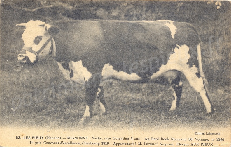 Les Pieux (Manche) - Vache Cotentine